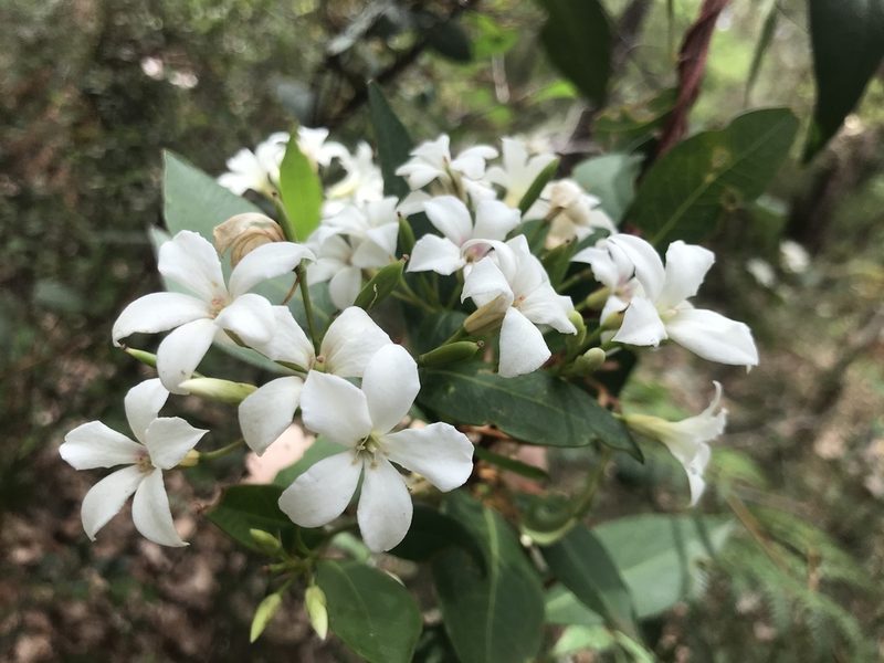 Billardiera floribunda, photographed by Ann Bentley