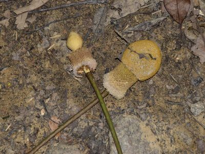 Parkia speciosa, photographed by Nasser Halaweh