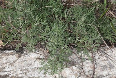 Artemisia alba, photographed by Drepanostoma