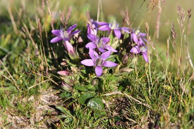 Gentianella obtusifolia, photographed by Christoph Moning