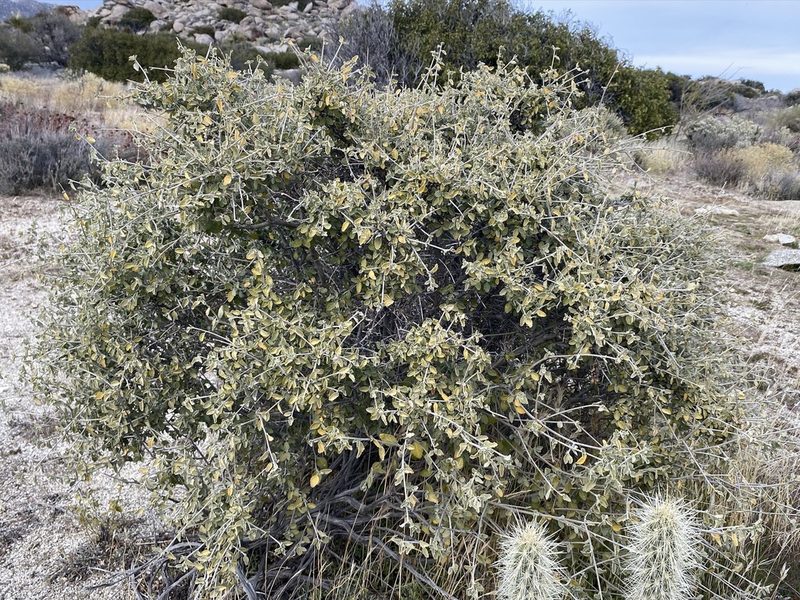 Bernardia incana, photographed by Matt Berger