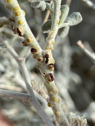 Pilostyles thurberi, photographed by Matt Berger