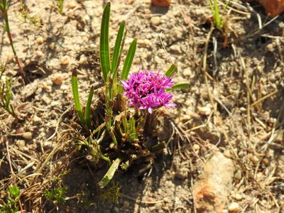 Corymbium africanum, photographed by Matthew Fainman