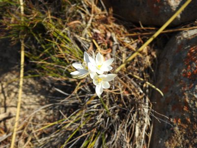 Ornithogalum hispidum, photographed by Matthew Fainman