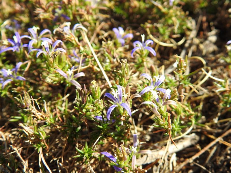Wahlenbergia subulata, photographed by Matthew Fainman
