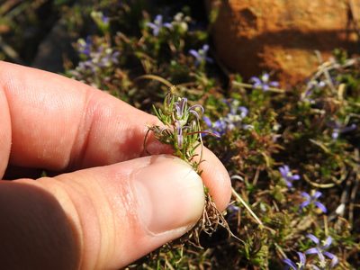 Wahlenbergia subulata, photographed by Matthew Fainman