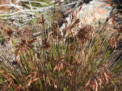 Thamnochortus lucens, photographed by Matthew Fainman