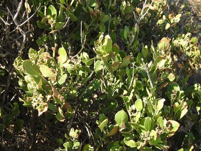 Robsonodendron maritimum, photographed by Matthew Fainman