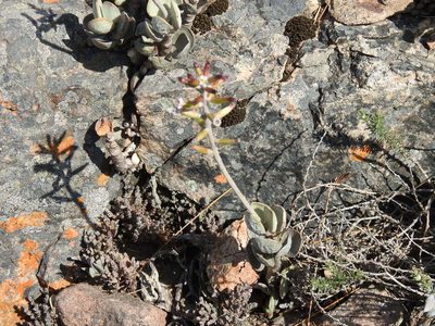 Adromischus hemisphaericus, photographed by Matthew Fainman