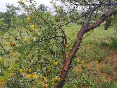 Vachellia exuvialis, photographed by Jens-Christian Svenning