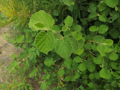 Grewia villosa, photographed by Jens-Christian Svenning