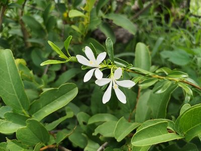 Turraea obtusifolia, photographed by Jens-Christian Svenning