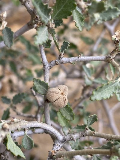 Bernardia incana, photographed by Matt Berger