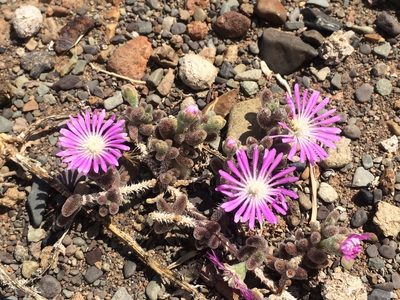 Drosanthemum archeri, photographed by Jeremy Gilmore