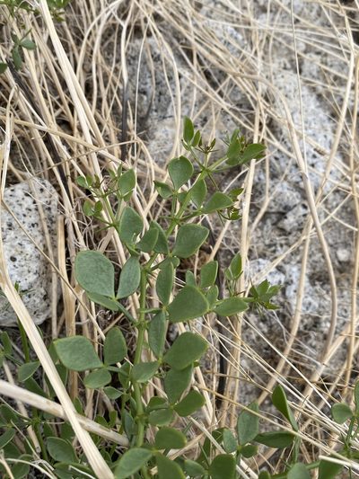 Zygophyllum pachyacanthum, photographed by Matt Berger