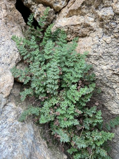 Myriopteris viscida, photographed by Matt Berger