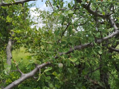 Commiphora mollis, photographed by Jens-Christian Svenning