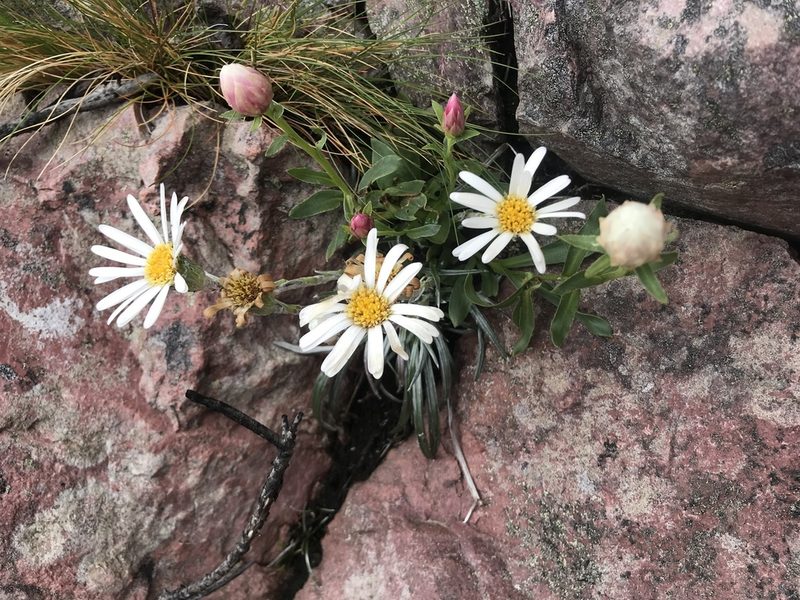Celmisia asteliifolia, photographed by Cal Wood