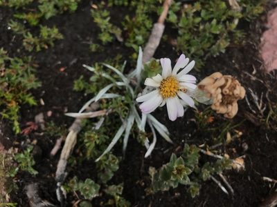 Celmisia asteliifolia, photographed by Cal Wood