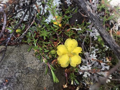 Hibbertia procumbens, photographed by Cal Wood