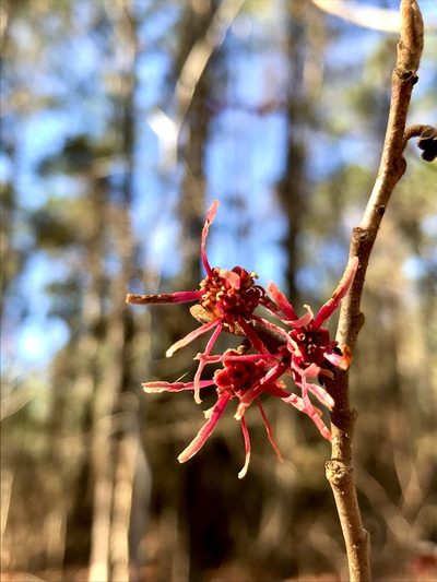 Hamamelis ovalis, photographed by Laura Clark