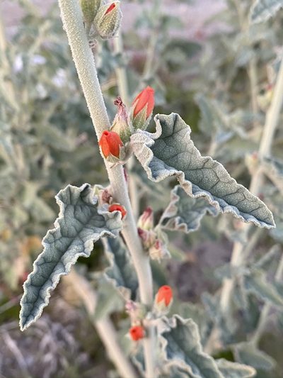 Sphaeralcea orcuttii, photographed by Matt Berger