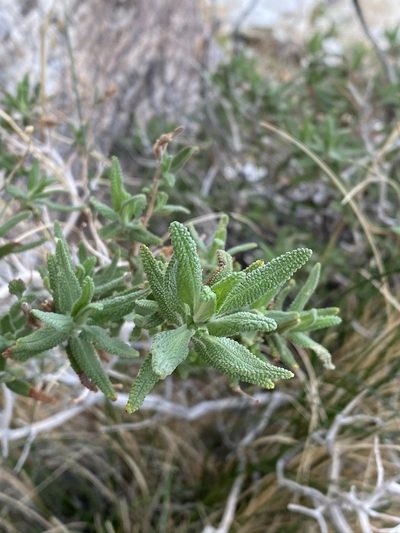 Salvia eremostachya, photographed by Matt Berger