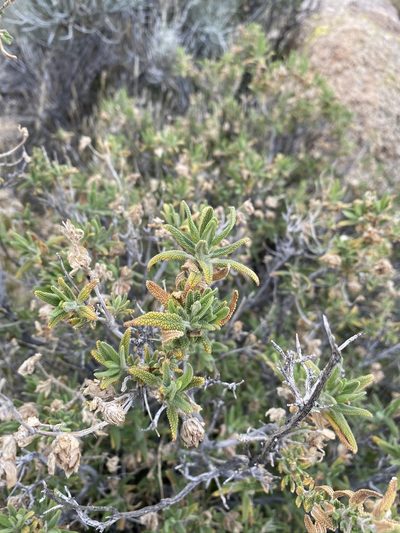 Salvia eremostachya, photographed by Matt Berger