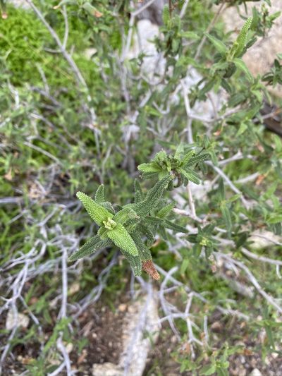 Salvia eremostachya, photographed by Matt Berger