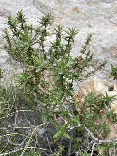 Salvia eremostachya, photographed by Matt Berger