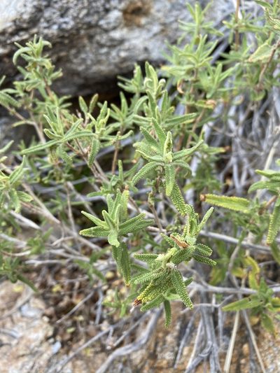 Salvia eremostachya, photographed by Matt Berger