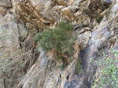 Baccharis sergiloides, photographed by Matt Berger