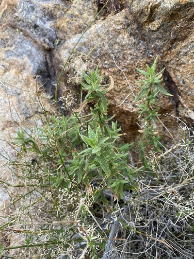 Salvia eremostachya, photographed by Matt Berger