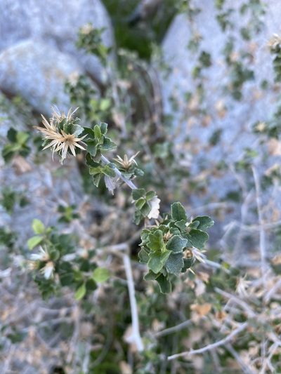 Brickellia desertorum, photographed by Matt Berger