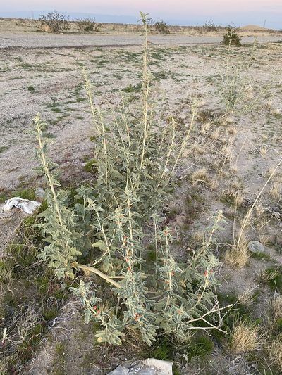 Sphaeralcea orcuttii, photographed by Matt Berger
