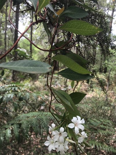 Billardiera floribunda, photographed by Ann Bentley