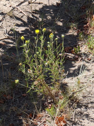 Grindelia brachystephana, photographed by Guillermo Debandi