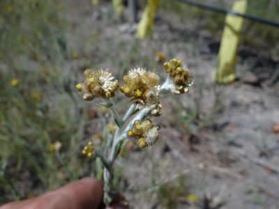 Pseudognaphalium gaudichaudianum, photographed by Guillermo Debandi