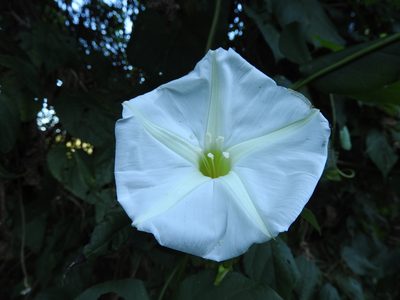 Ipomoea ampullacea, photographed by Alexis López Hernández