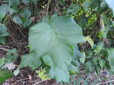 Ipomoea ampullacea, photographed by Alexis López Hernández
