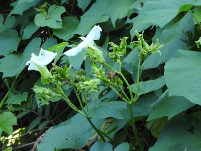 Ipomoea ampullacea, photographed by Alexis López Hernández