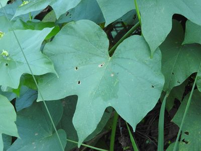 Ipomoea ampullacea, photographed by Alexis López Hernández