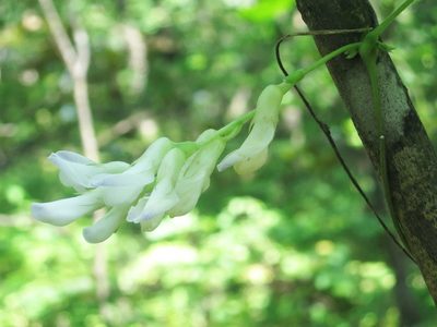 Amphicarpaea edgeworthii, photographed by Repina Tatyana