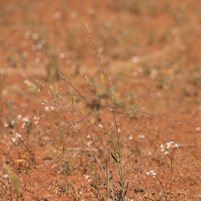 Digitaria divaricatissima, photographed by Kym Nicolson