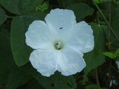 Ipomoea suaveolens, photographed by Alexis López Hernández