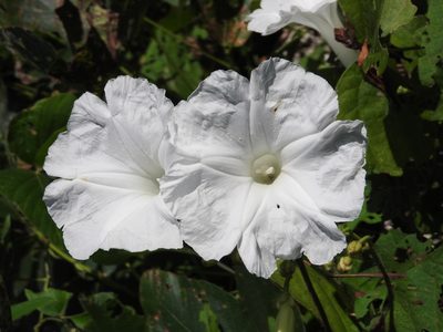 Ipomoea suaveolens, photographed by Alexis López Hernández