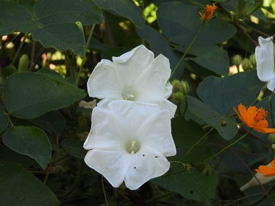 Ipomoea suaveolens, photographed by Alexis López Hernández