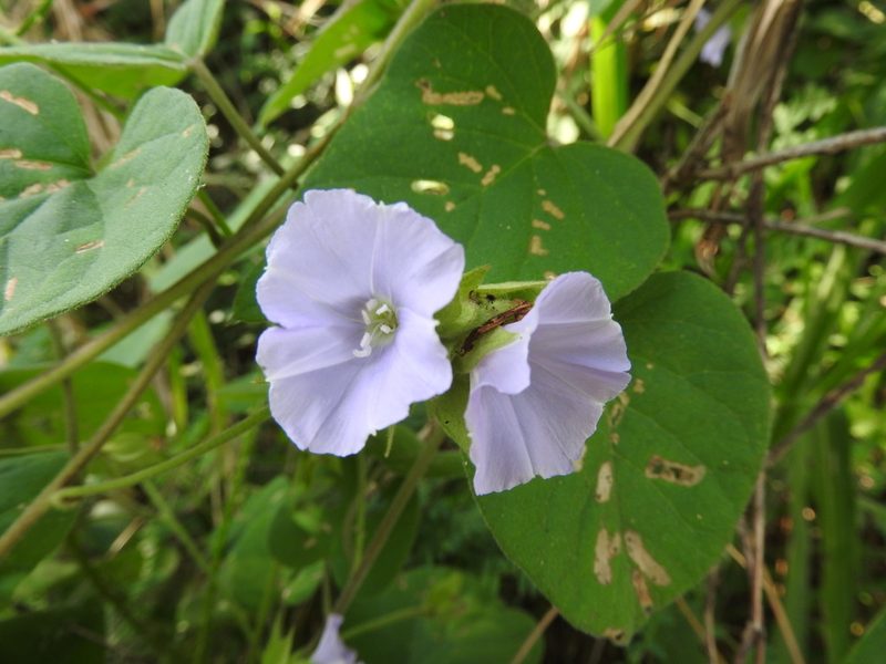 Jacquemontia pycnocephala, photographed by Alexis López Hernández