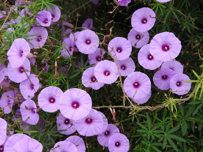 Ipomoea ternifolia, photographed by Alexis López Hernández