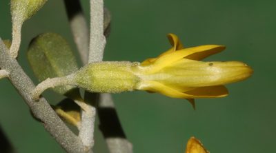 Calobota pungens, photographed by Brian du Preez